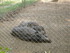 PARC ANIMALIER SAINT LAURENT -