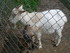 PARC ANIMALIER SAINT LAURENT -