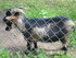 PARC ANIMALIER SAINT LAURENT -