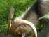 PARC ANIMALIER SAINT LAURENT -