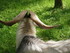 PARC ANIMALIER SAINT LAURENT -