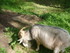 PARC ANIMALIER SAINT LAURENT -