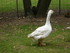 PARC ANIMALIER SAINT LAURENT -