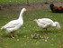 PARC ANIMALIER SAINT LAURENT -