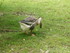 PARC ANIMALIER SAINT LAURENT -