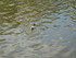 P COMME PARC ANIMALIER DE DINA