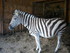 P COMME PARC ANIMALIER DE DINA
