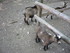 P COMME PARC ANIMALIER DE DINA