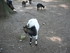 P COMME PARC ANIMALIER DE DINA