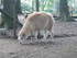 P COMME PARC ANIMALIER DE DINA