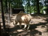 P COMME PARC ANIMALIER DE DINA