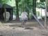 P COMME PARC ANIMALIER DE DINA