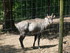 P COMME PARC ANIMALIER DE DINA