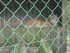 P COMME PARC ANIMALIER DE DINA