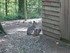 P COMME PARC ANIMALIER DE DINA