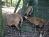 P COMME PARC ANIMALIER DE DINA