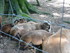 P COMME PARC ANIMALIER DE DINA