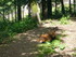 P COMME PARC ANIMALIER DE DINA