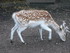 P COMME PARC ANIMALIER DE DINA