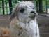 P COMME PARC ANIMALIER DE DINA
