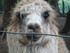 P COMME PARC ANIMALIER DE DINA