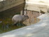 P COMME PARC ANIMALIER DE DINA