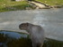 P COMME PARC ANIMALIER DE DINA