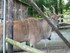 P COMME PARC ANIMALIER DE DINA