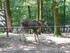 P COMME PARC ANIMALIER DE DINA