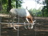 P COMME PARC ANIMALIER DE DINA
