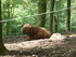 P COMME PARC ANIMALIER DE DINA