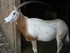 P COMME PARC ANIMALIER DE DINA