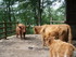 P COMME PARC ANIMALIER DE DINA