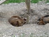 P COMME PARC ANIMALIER DE DINA