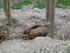 P COMME PARC ANIMALIER DE DINA
