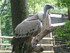P COMME PARC ANIMALIER DE DINA