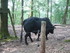 P COMME PARC ANIMALIER DE DINA
