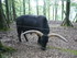 P COMME PARC ANIMALIER DE DINA