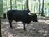 P COMME PARC ANIMALIER DE DINA