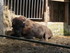 P COMME PARC ANIMALIER DE DINA