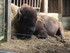 P COMME PARC ANIMALIER DE DINA