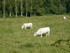 M COMME MONTFERRIER - ARIEGE -