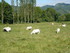 M COMME MONTFERRIER - ARIEGE -