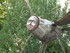 S COMME SAINTE SAVINE - AUBE -