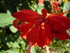D COMME DIENVILLE - AUBE - FRA