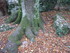 LE CHEMIN DES ROYS