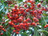 C COMME CUCUGNAN (2) - AUDE - 