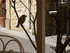 C COMME CUCUGNAN (3) - AUDE - 