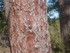 BOUCLE LE SENTIER DES OCRIERS