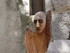 LES MEDIEVALES DE BRIGNOLES (2